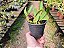 Bulbophyllum Tremulum - Imagem 5