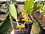 Bulbophyllum Tremulum - Imagem 4