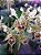 Dendrobium Polysema - Imagem 4