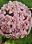 Hoya Carnosa Compacta (Muda Menor) - Imagem 5