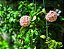 Hoya Carnosa Compacta (Muda Menor) - Imagem 4