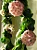 Hoya Carnosa Compacta (Muda Menor) - Imagem 6