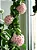 Hoya Carnosa Compacta (Muda Menor) - Imagem 1