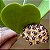 Flor de Cera Coração - Hoya Kerii (Muda Menor) - Imagem 2
