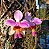 Vanda Teres - Papilionanthe Teres - Imagem 1