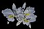 Cattleya Lueddemanniana Alba - Imagem 2