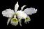 Cattleya Lueddemanniana Alba - Imagem 1