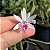 Cattleya Lundii (Mini Orquídea) - Imagem 5