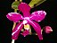 Orquídea Phalaenopsis Pulchra - Imagem 1