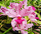 Cattleya Amethystoglossum Tipo (Planta Grande) - Imagem 1