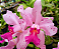 Cattleya Amethystoglossum Tipo (Planta Grande) - Imagem 6