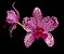 Cattleya Amethystoglossum Tipo (Planta Grande) - Imagem 3