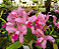 Cattleya Amethystoglossum Tipo (Planta Grande) - Imagem 2