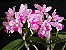 Cattleya Amethystoglossum Tipo (Planta Grande) - Imagem 5