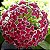 Hoya Pubicalyx Silver Pink - Imagem 1