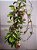 Hoya Pubicalyx Silver Pink - Imagem 2