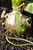 Falsa Cebola do Mar - Ornithogalum Caudatum - Imagem 10