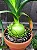 Falsa Cebola do Mar - Ornithogalum Caudatum - Imagem 8