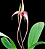 Bulbophylumm Echinolabium - Imagem 3