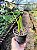 Orquídea Bulbophyllum corolliferum var. Atropurpureum - Imagem 8