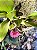 Orquídea Bulbophyllum corolliferum var. Atropurpureum - Imagem 4