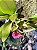 Orquídea Bulbophyllum corolliferum var. Atropurpureum - Imagem 5