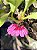 Orquídea Bulbophyllum corolliferum var. Atropurpureum - Imagem 6