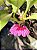Orquídea Bulbophyllum corolliferum var. Atropurpureum - Imagem 3