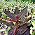 Ludisia Discolor (orquídea pipoca) - Imagem 3