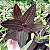 Ludisia Discolor (orquídea pipoca) - Imagem 4