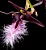 Orquídea Bulbophyllum Miniatum (Saltatorium) - Imagem 1