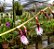 Orquídea Bulbophyllum Miniatum (Saltatorium) - Imagem 2