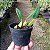 Bulbophyllum Miniatum (Saltatorium) - Imagem 3
