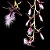 Orquídea Bulbophyllum Miniatum (Saltatorium) - Imagem 3