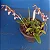 Orquídea Bulbophyllum Miniatum (Saltatorium) - Imagem 4