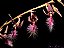 Orquídea Bulbophyllum Miniatum (Saltatorium) - Imagem 4