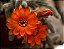 Echinopsis Chamaecereus - Cacto de Amendoim - Imagem 2