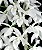 Dendrobium Anosmum Albo - Imagem 5