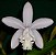 Cattleya Intermédia Alba - Imagem 1