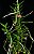 Pelatantheria Insectifera - Imagem 2