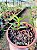 Pelatantheria Insectifera - Imagem 7
