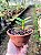 Pelatantheria Insectifera - Imagem 8