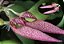 Bulbophyllum Mirum - Imagem 1