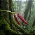 Orquídea Bulbophyllum Mirum - Imagem 1