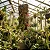 Orquídea Bulbophyllum Mirum - Imagem 2