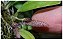 Bulbophyllum Mirum - Imagem 4