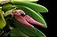 Bulbophyllum Mirum - Imagem 2