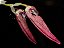 Bulbophyllum Mirum - Imagem 1