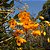 Dendrobium Fimbriatum var. Oculatum - Imagem 3