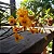 Orquídea Dendrobium Fimbriatum var. Oculatum - Imagem 3